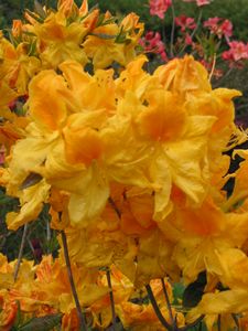 Azalea Melford Lemon